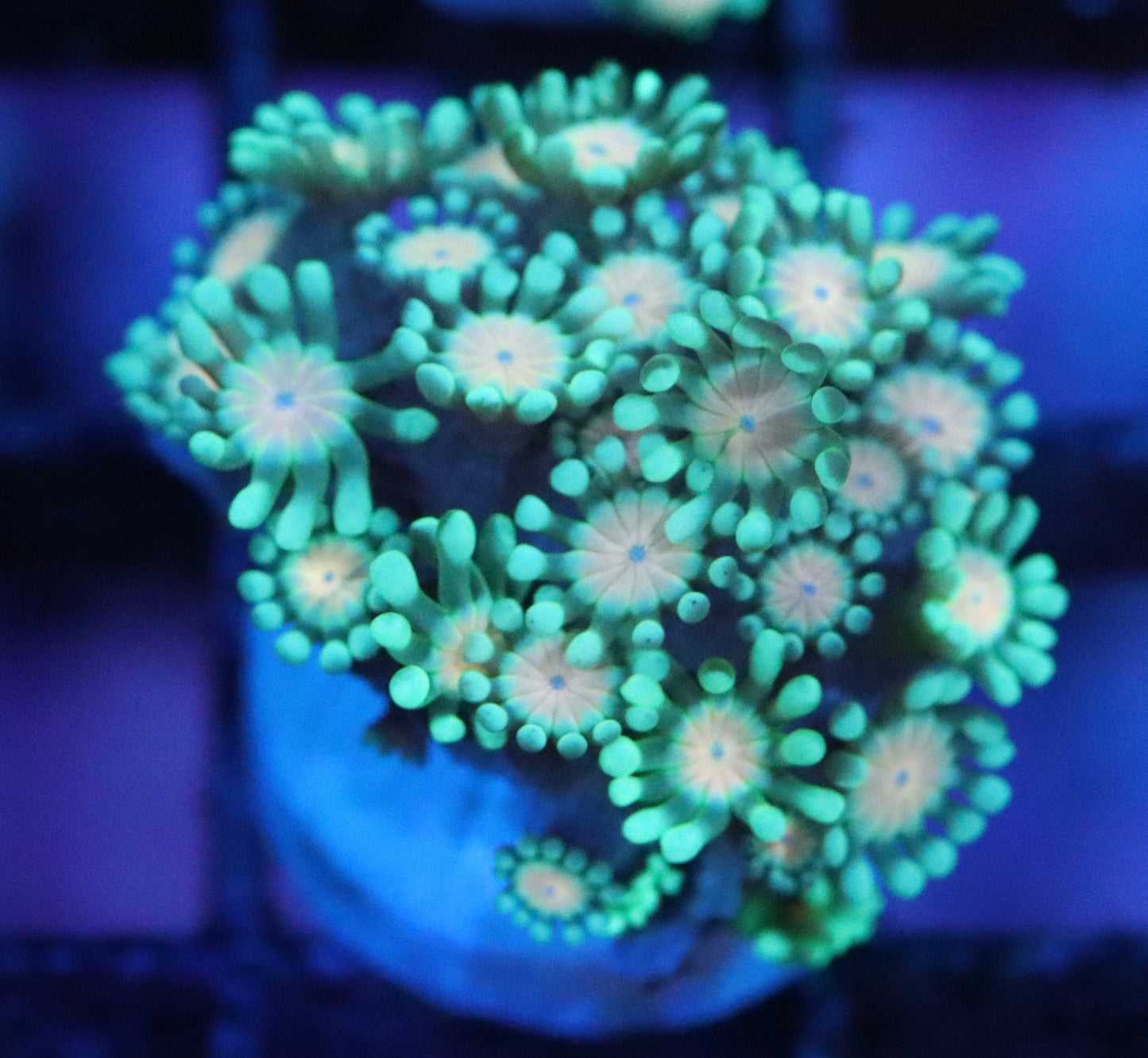 Peach Eye Alveopora