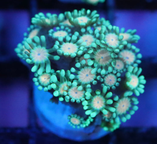 Peach Eye Alveopora