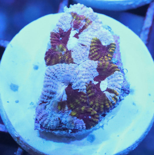 ERA Cultured Pink Grafted Favia