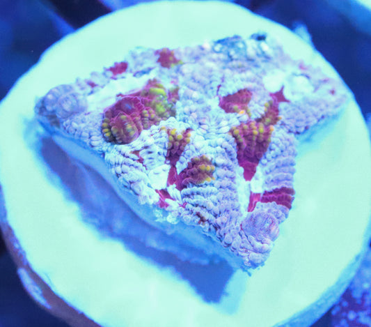 ERA Cultured Pink Grafted Favia