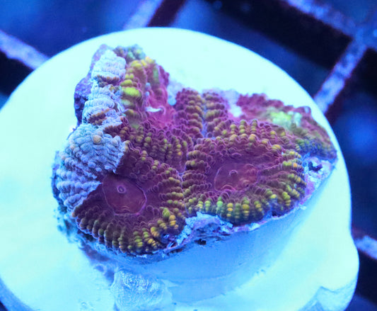 ERA Cultured Pink Grafted Favia