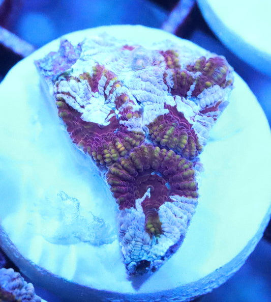 ERA Cultured Pink Grafted Favia