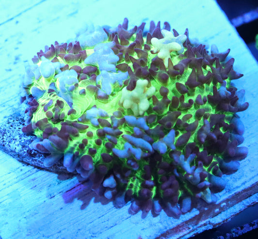 flash bounce mushroom