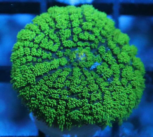 Aussie Neon Green Rhodactis Mushroom