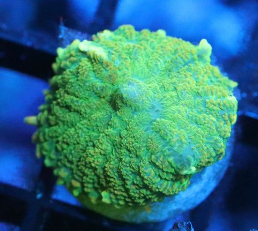 neon green mushroom coral