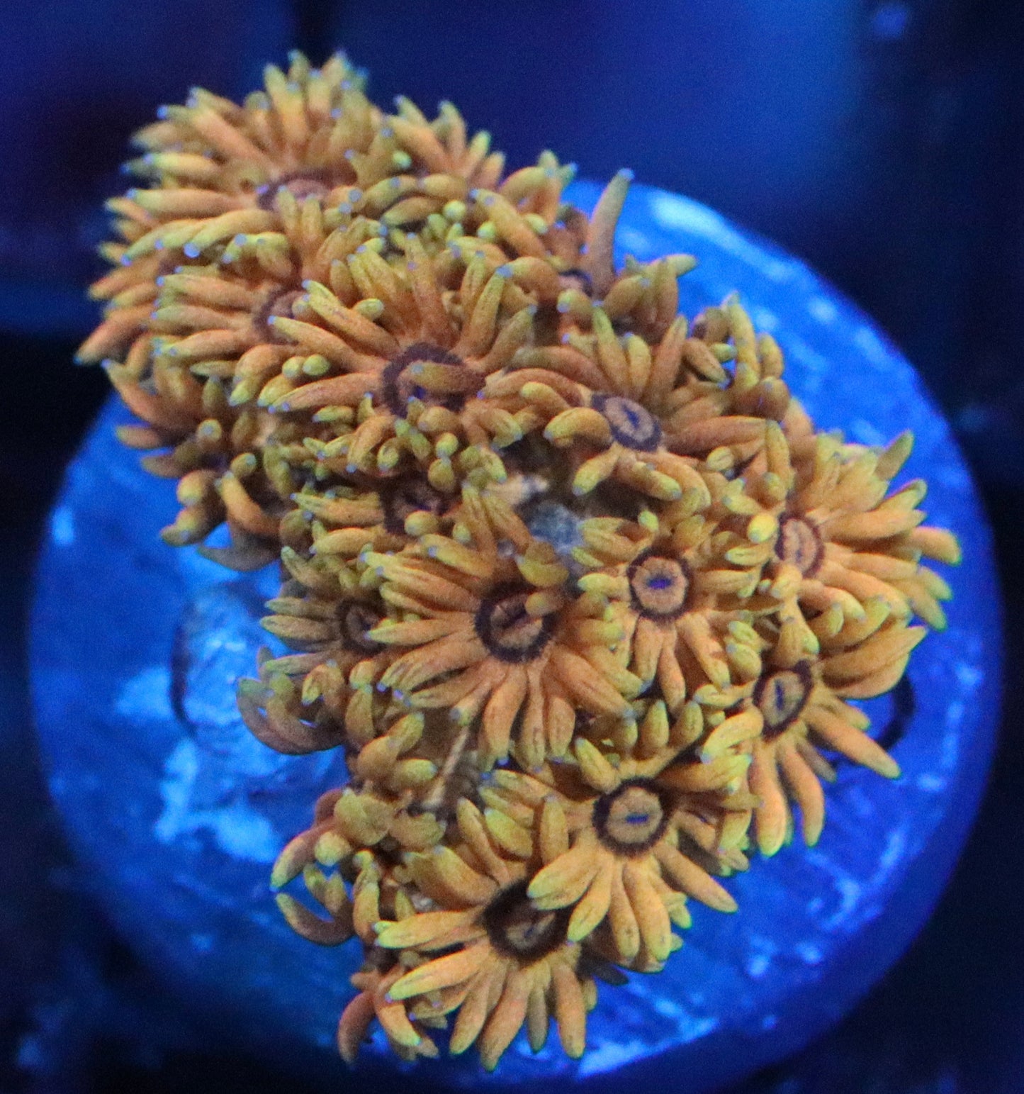 ERA Orange Variant Goni