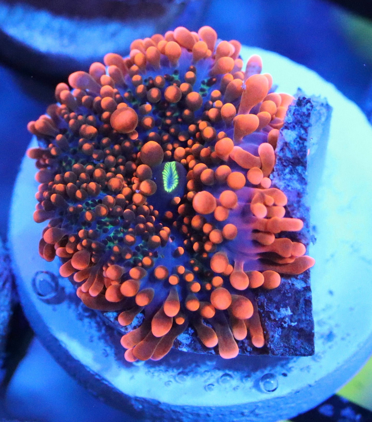 Super Orange Ricordea Yuma Mushroom