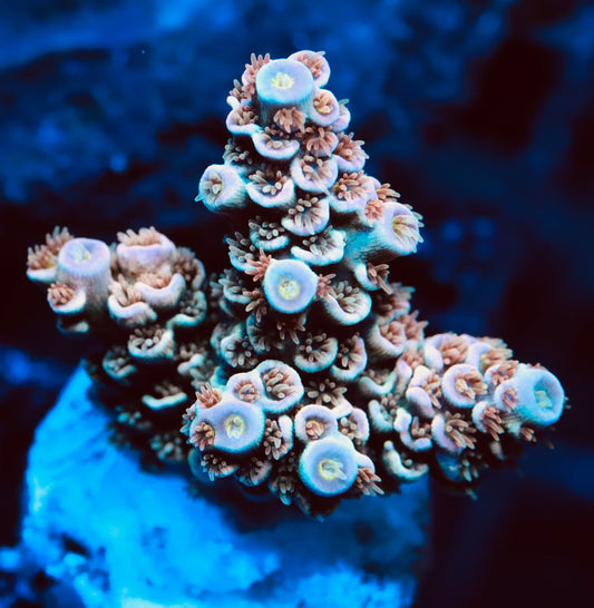 TSA Bill Murray acro