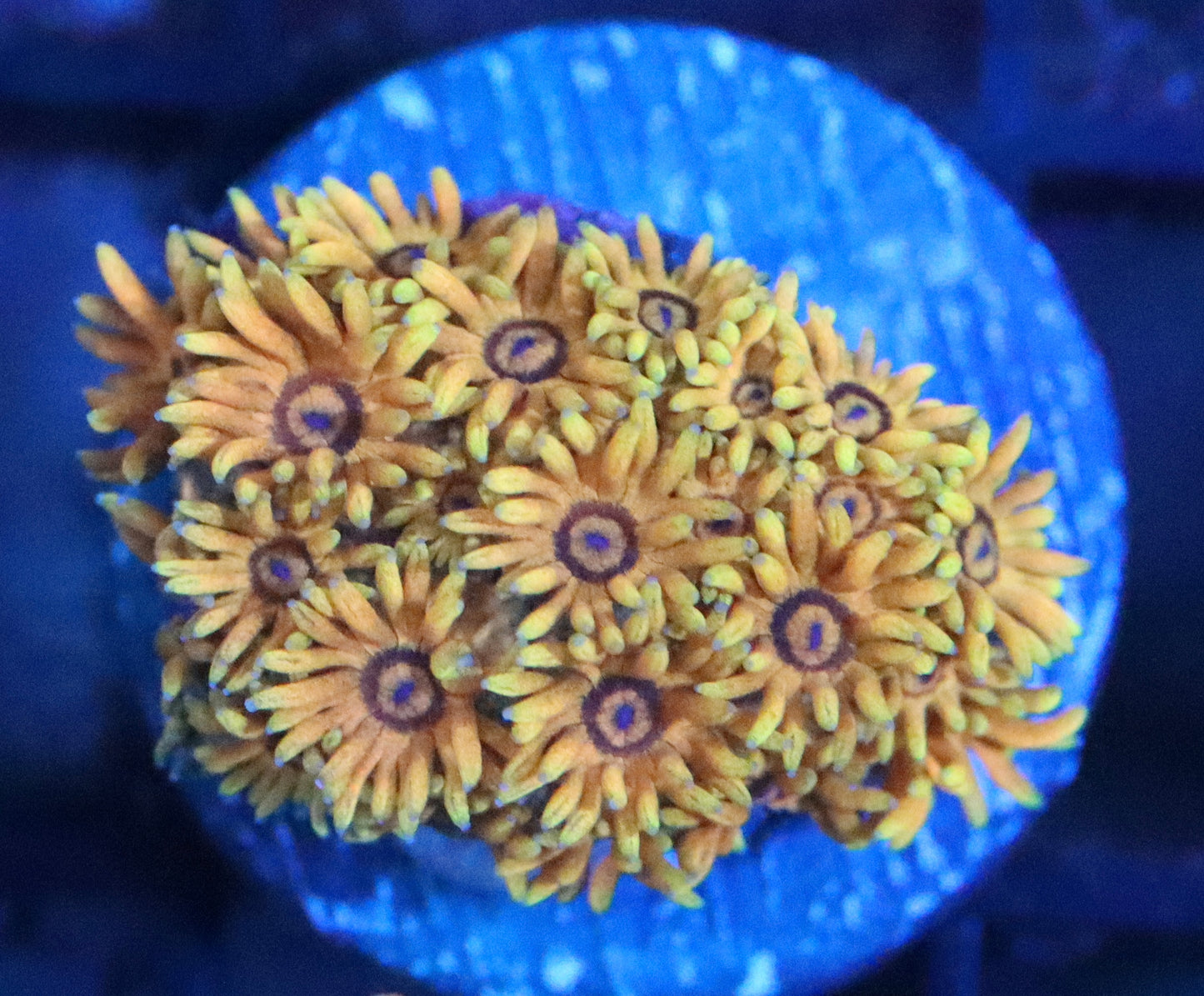 ERA Orange Variant Goni