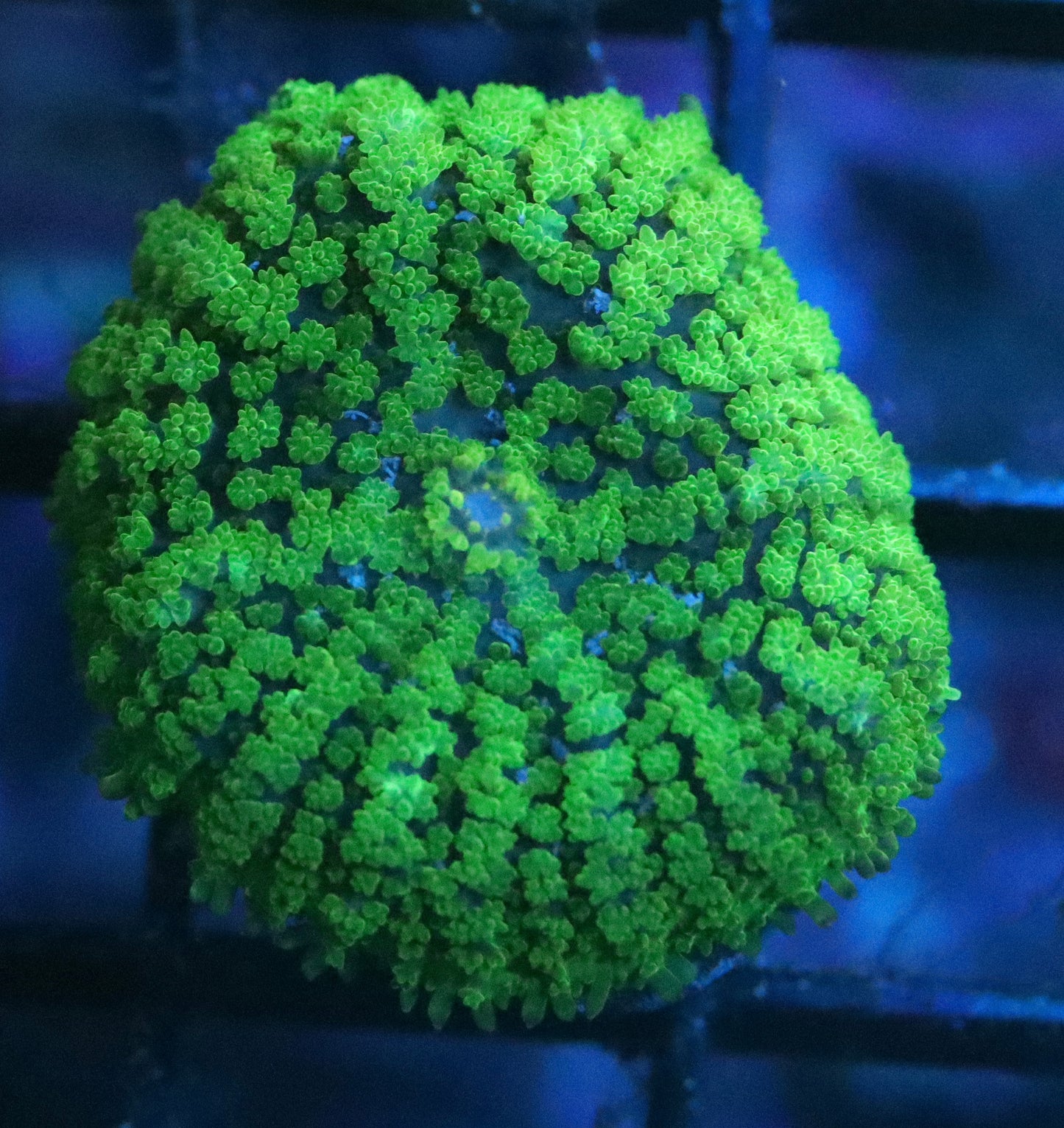 Aussie Neon Green Rhodactis Mushroom