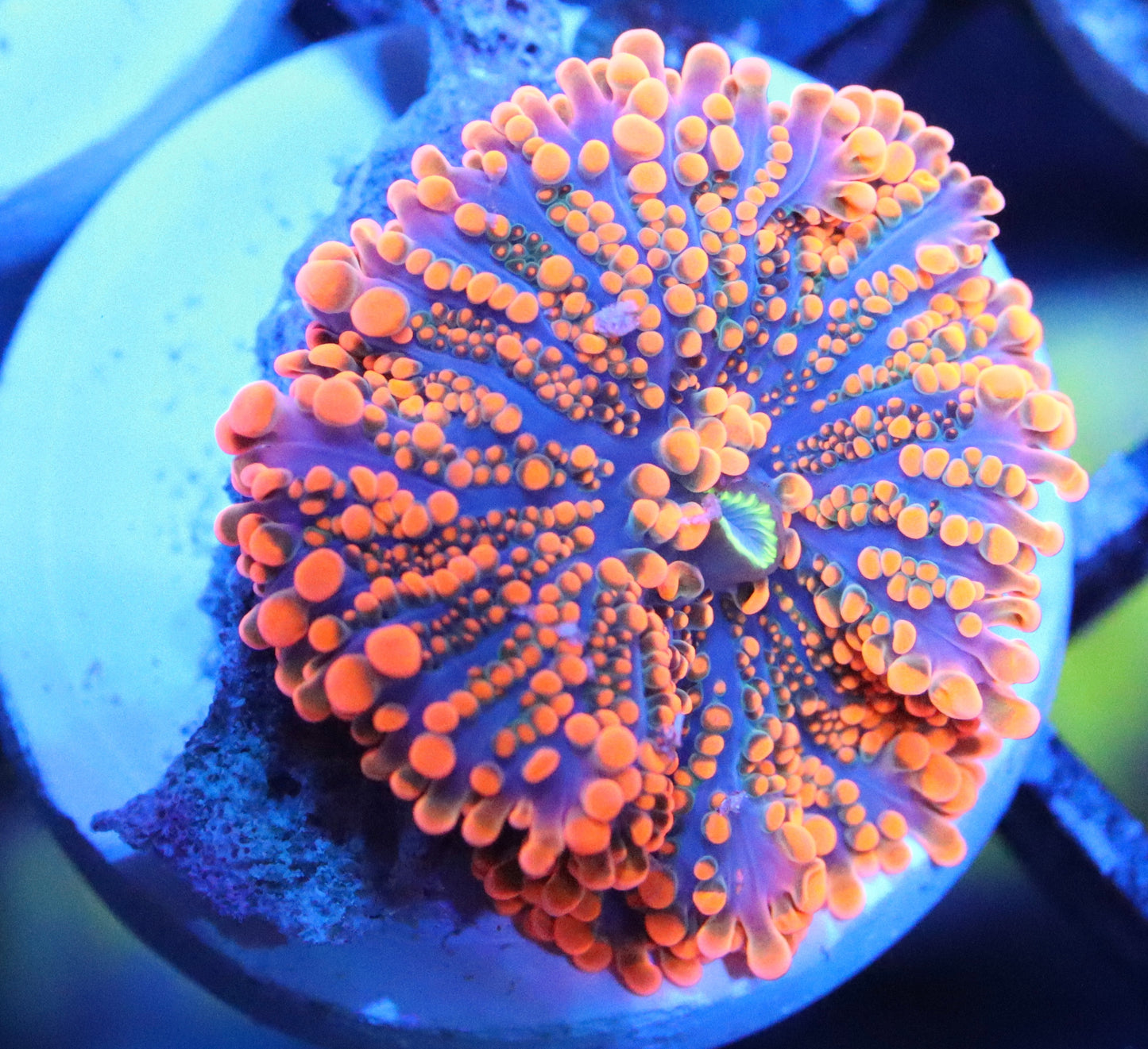 Super Orange Ricordea Yuma Mushroom