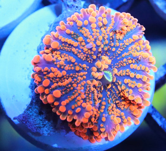 Super Orange Ricordea Yuma Mushroom