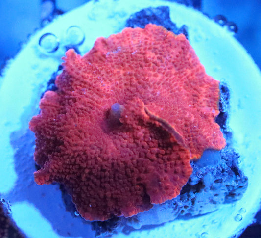 Metallic Red Mushroom