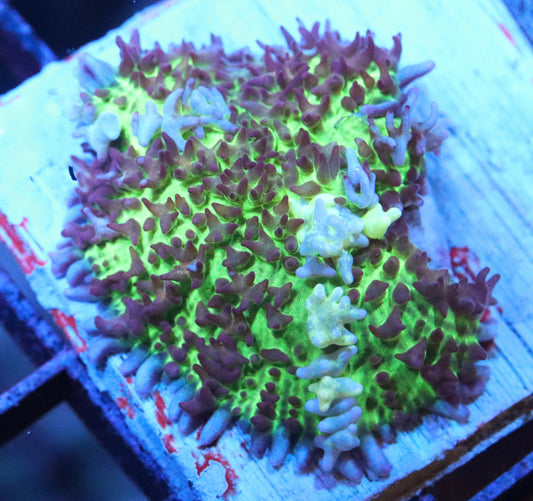 flash bounce mushroom