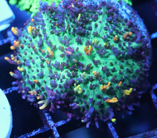 magic carpet mushroom