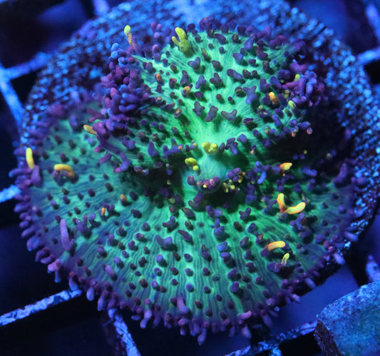 magic carpet mushroom