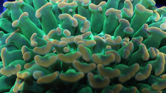 Aussie Branching HG hammer